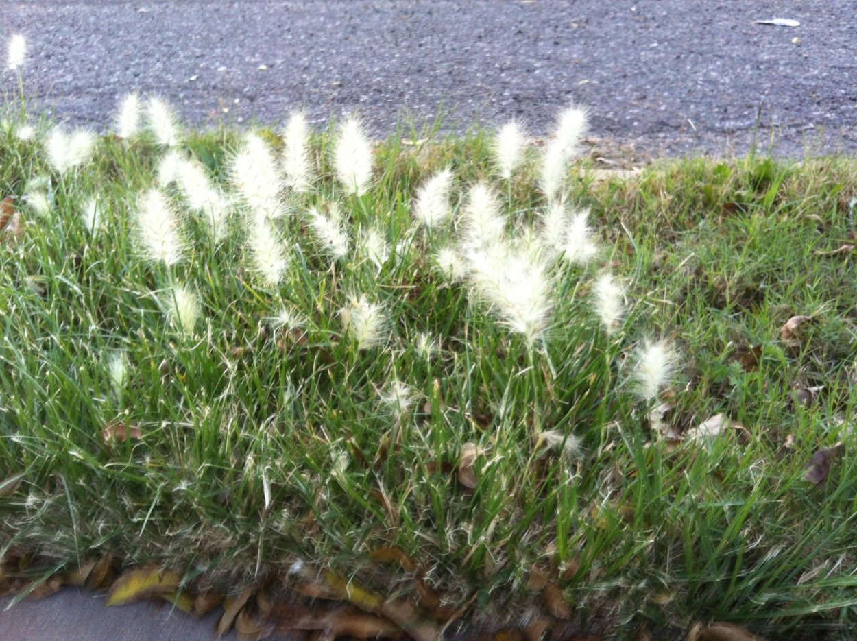 Пушистая трава