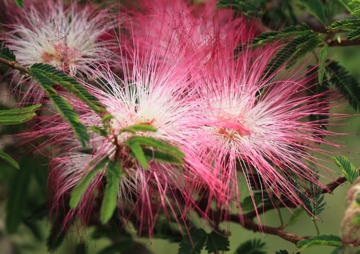 Каллиандра опушеннолистная