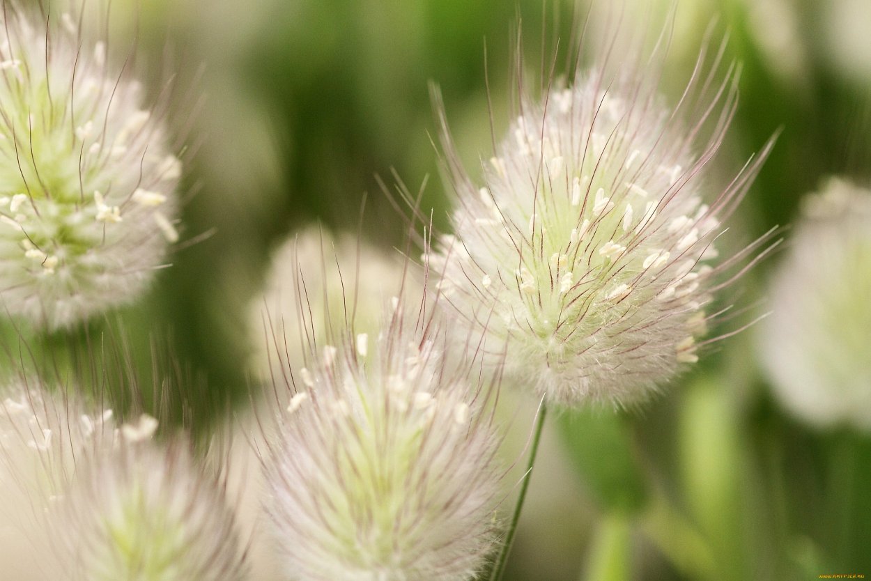 Полевая метельчатая трава