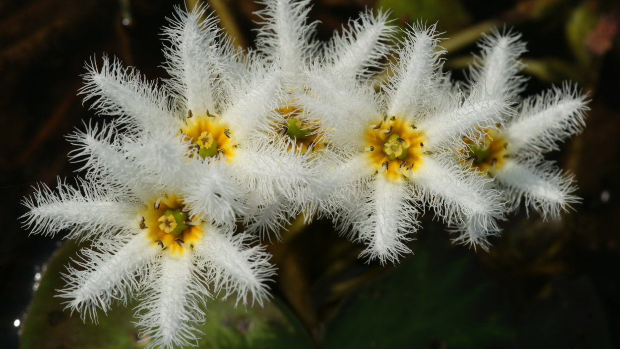 Цветы похожие на снежинки