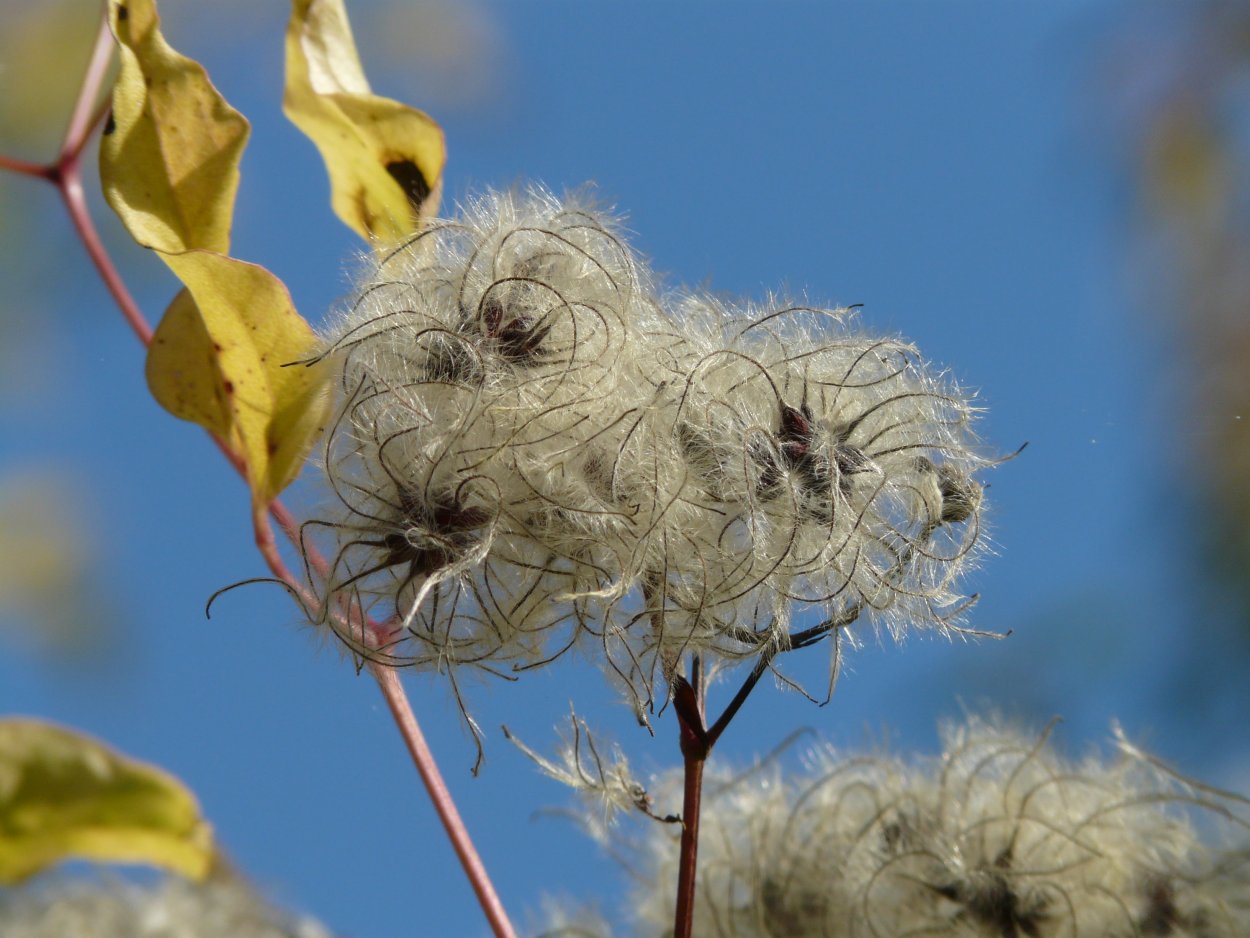 Clematis vitalba Seed