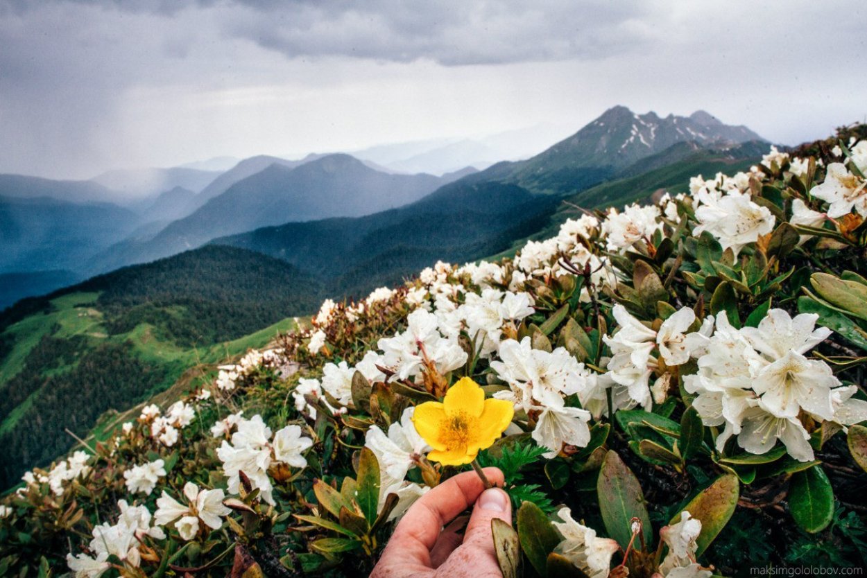 Долина рододендронов красная Поляна