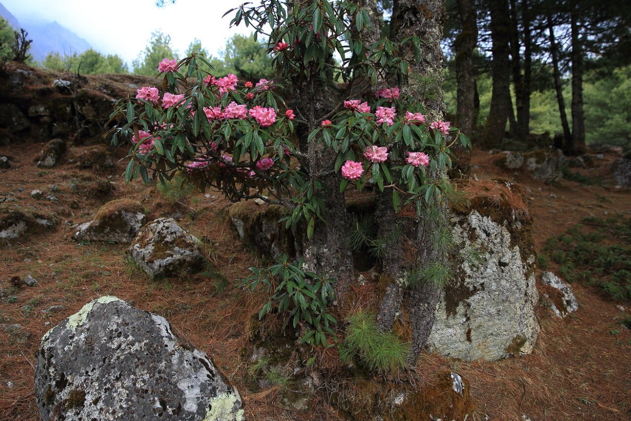 Долина рододендронов красная