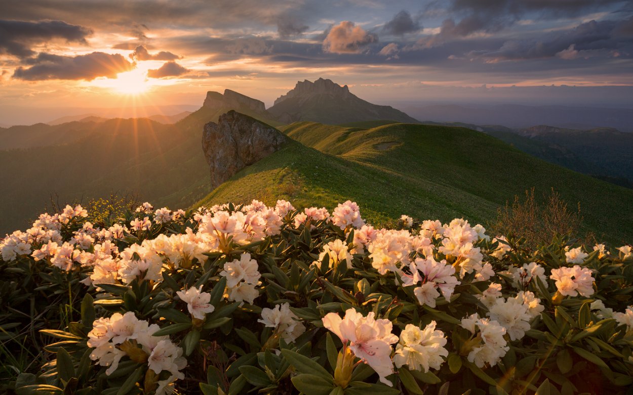 Красная Поляна Сочи горы рододендрон