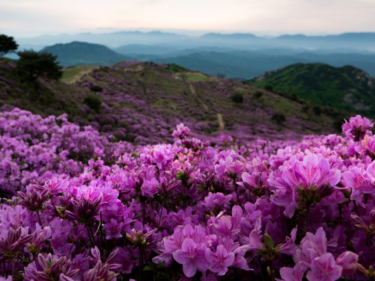 Рододендрон в горах Монти-Сибиллини