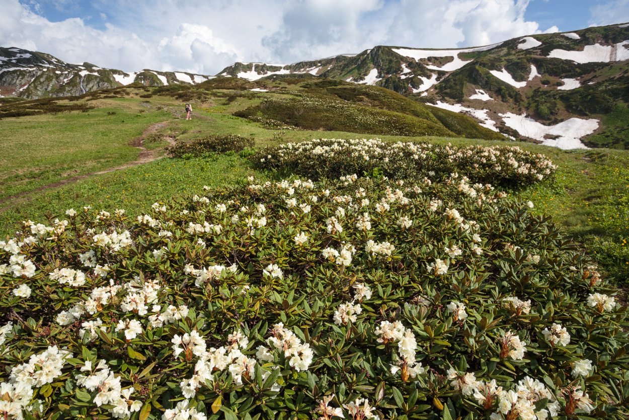 Рододендрон кавказский заповедник