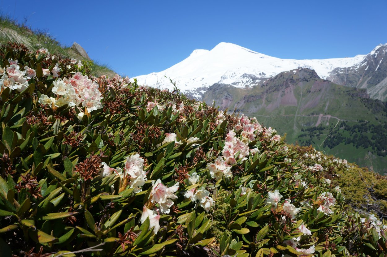 Рододендрон роза Хутор