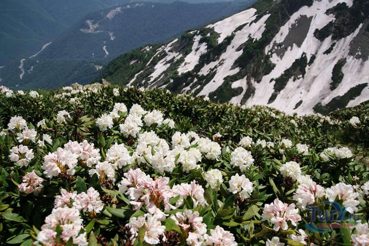 Сочи рододендроны красная Поляна