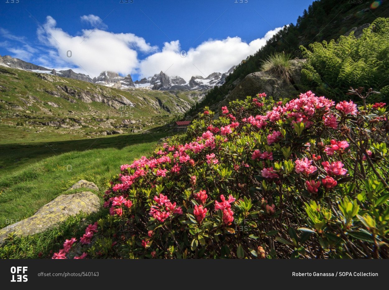 Сочи рододендроны красная Поляна
