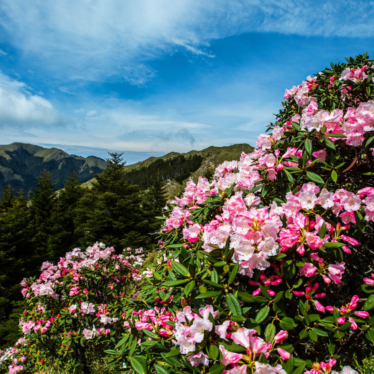 Рододендрон кавказский красная Поляна