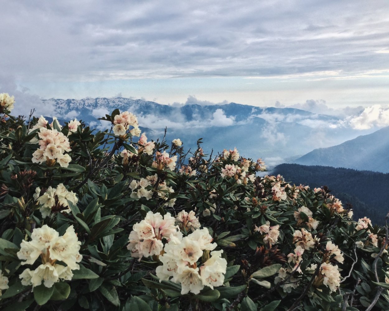 Рододендрон Архыз