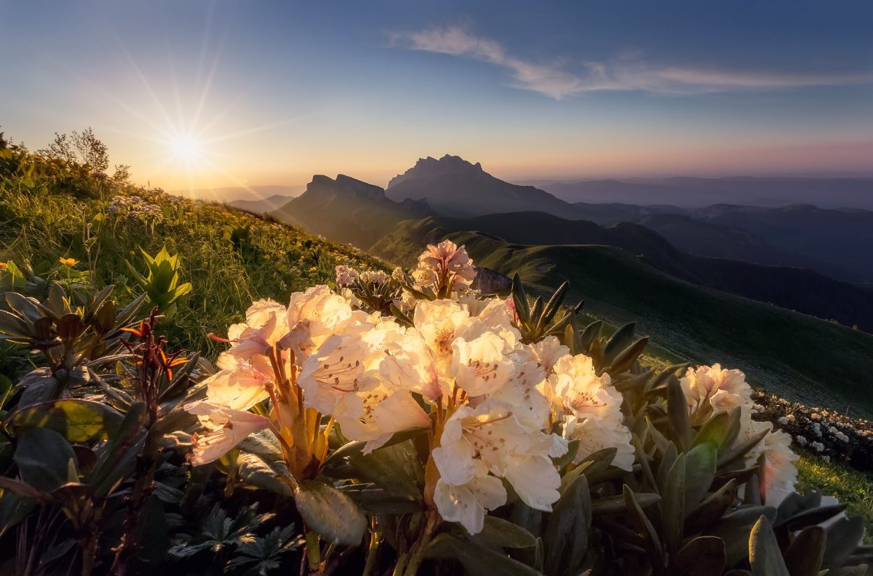 Тхач рододендроны