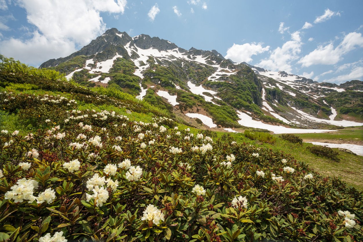 Рододендрон кавказский красная Поляна