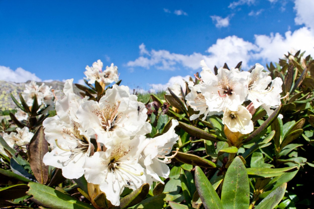 Рододендрон Карпатский