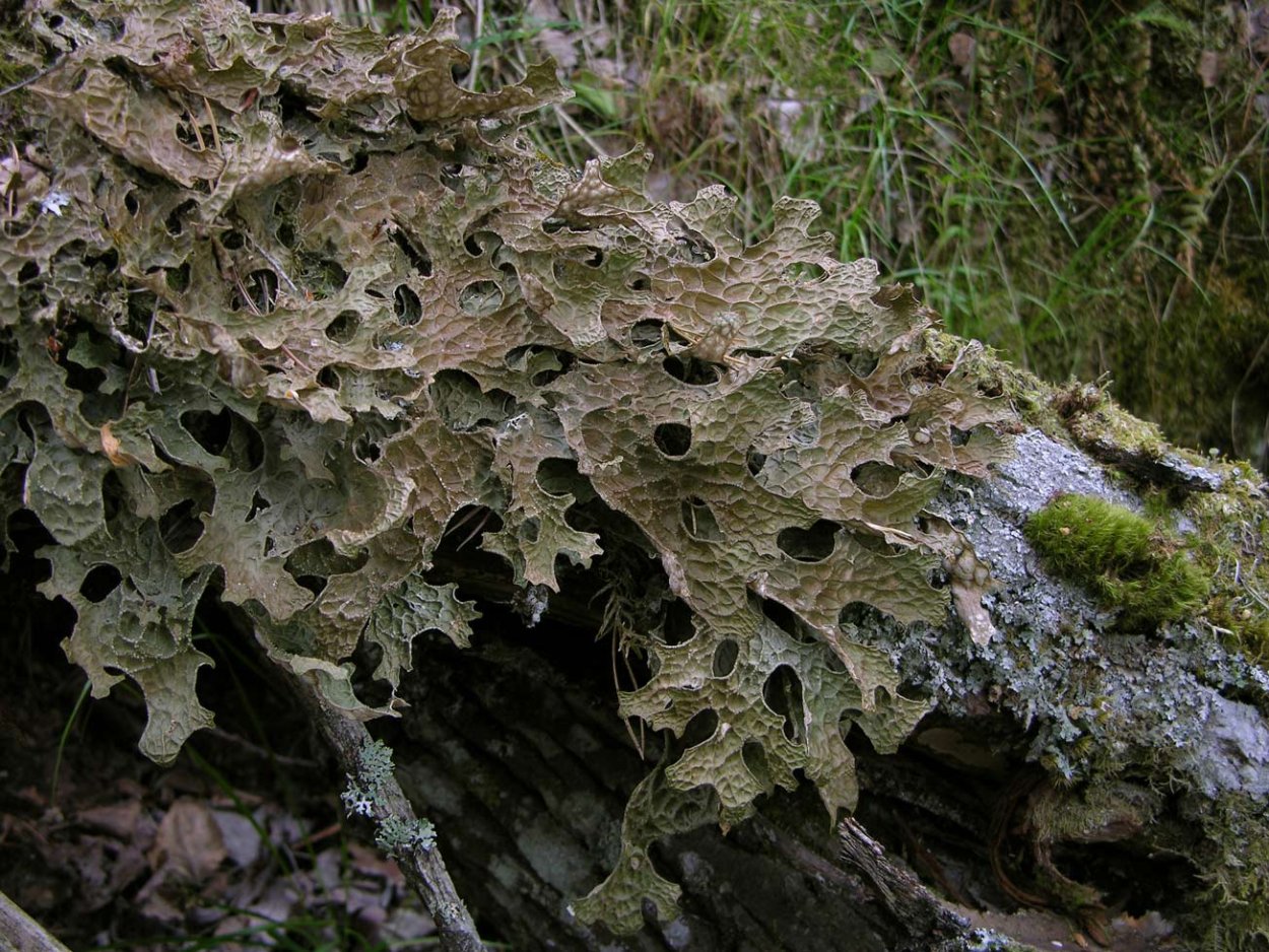 Лишайники крыма. Лобария лишайник. Lobaria Pulmonaria. Лобария легочная Lobaria Pulmonaria. Аспецилла лишайник.