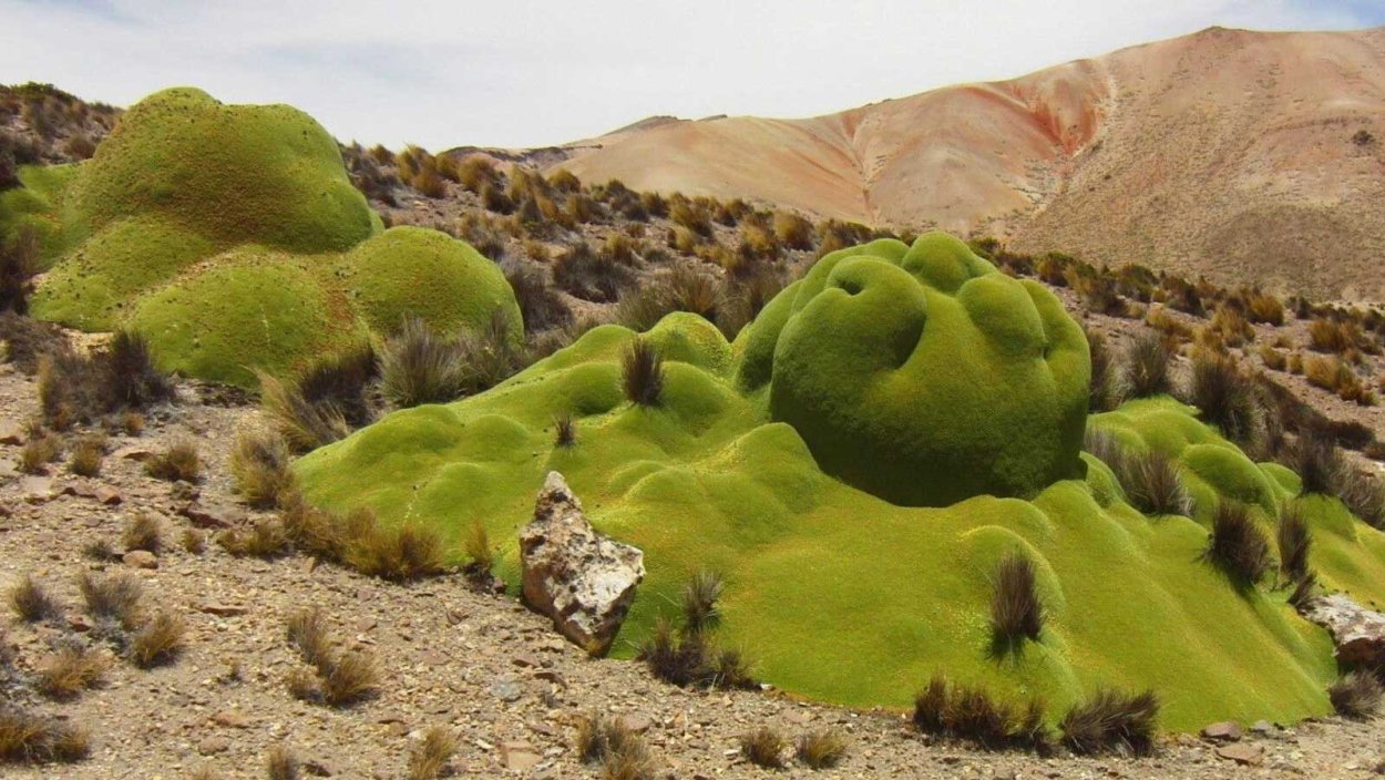 Ярета Azorella compacta