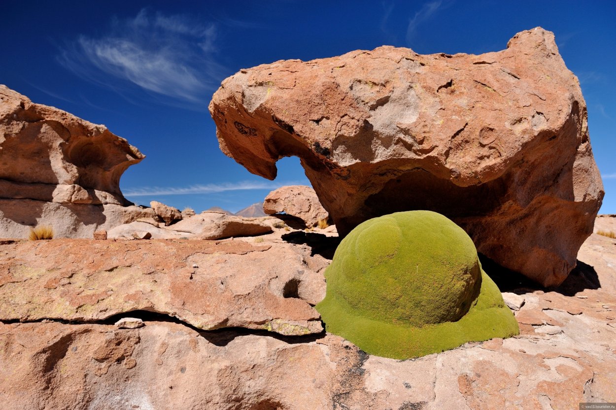 Бук в Андах Южной Америки