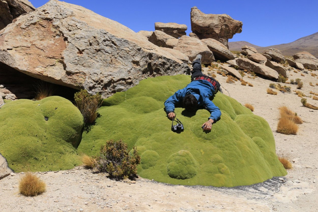 Растения подушки в горах