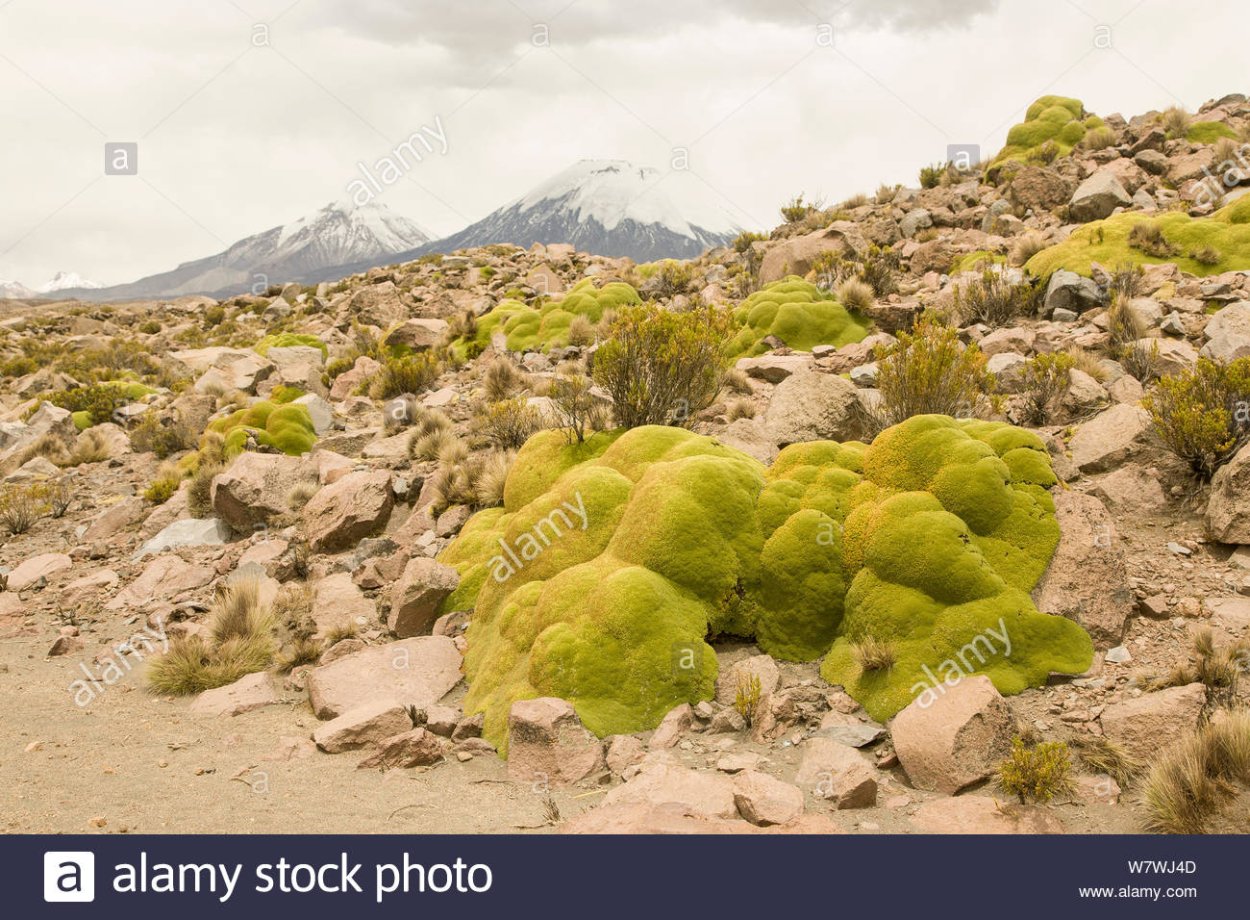 Подушковидные формы растений