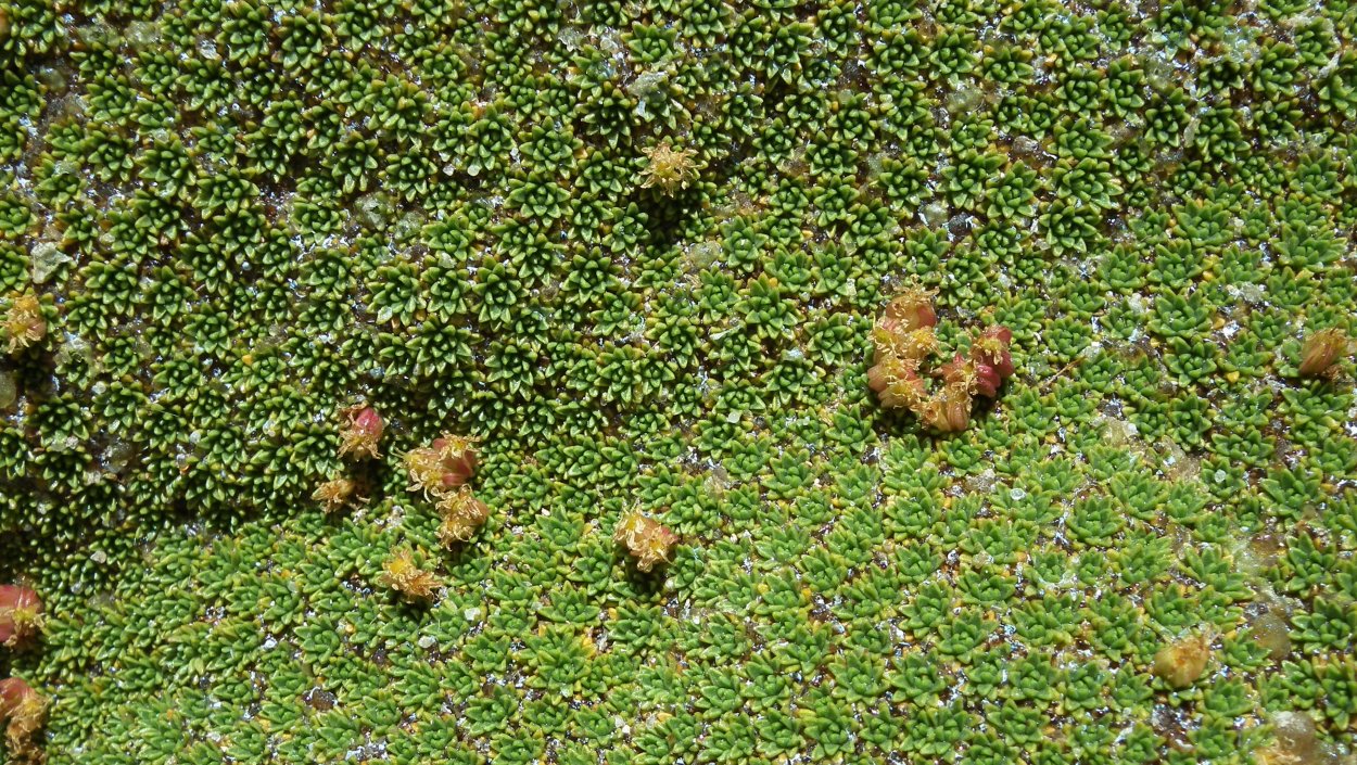 Смолевка бесстебельная