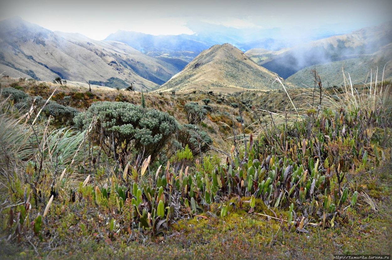 Примеры психрофитов растения