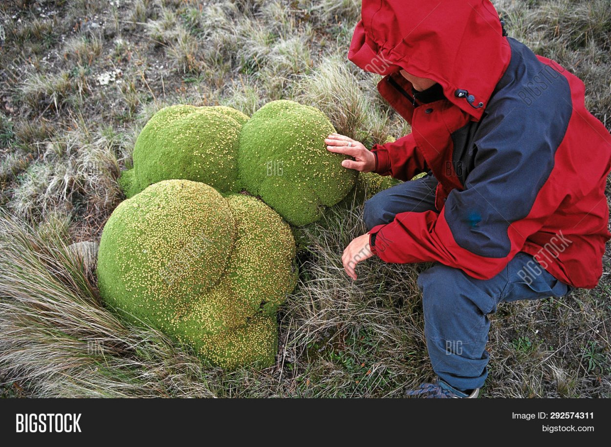 Парамо Колумбия