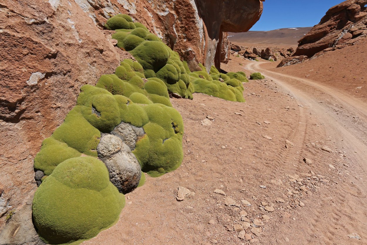 Ярета — растение-подушка