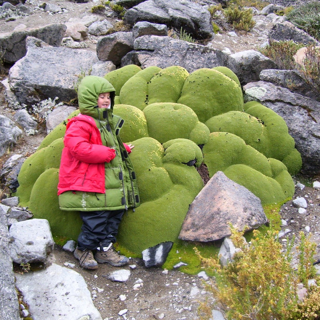 Подушкообразные растения