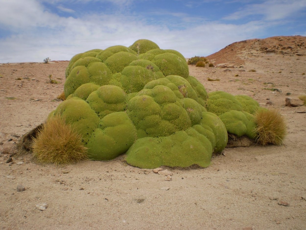 Ярета цветение