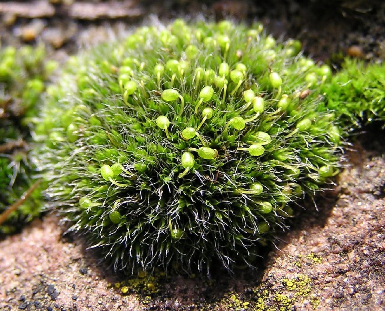 Grimmia Antarctici мох