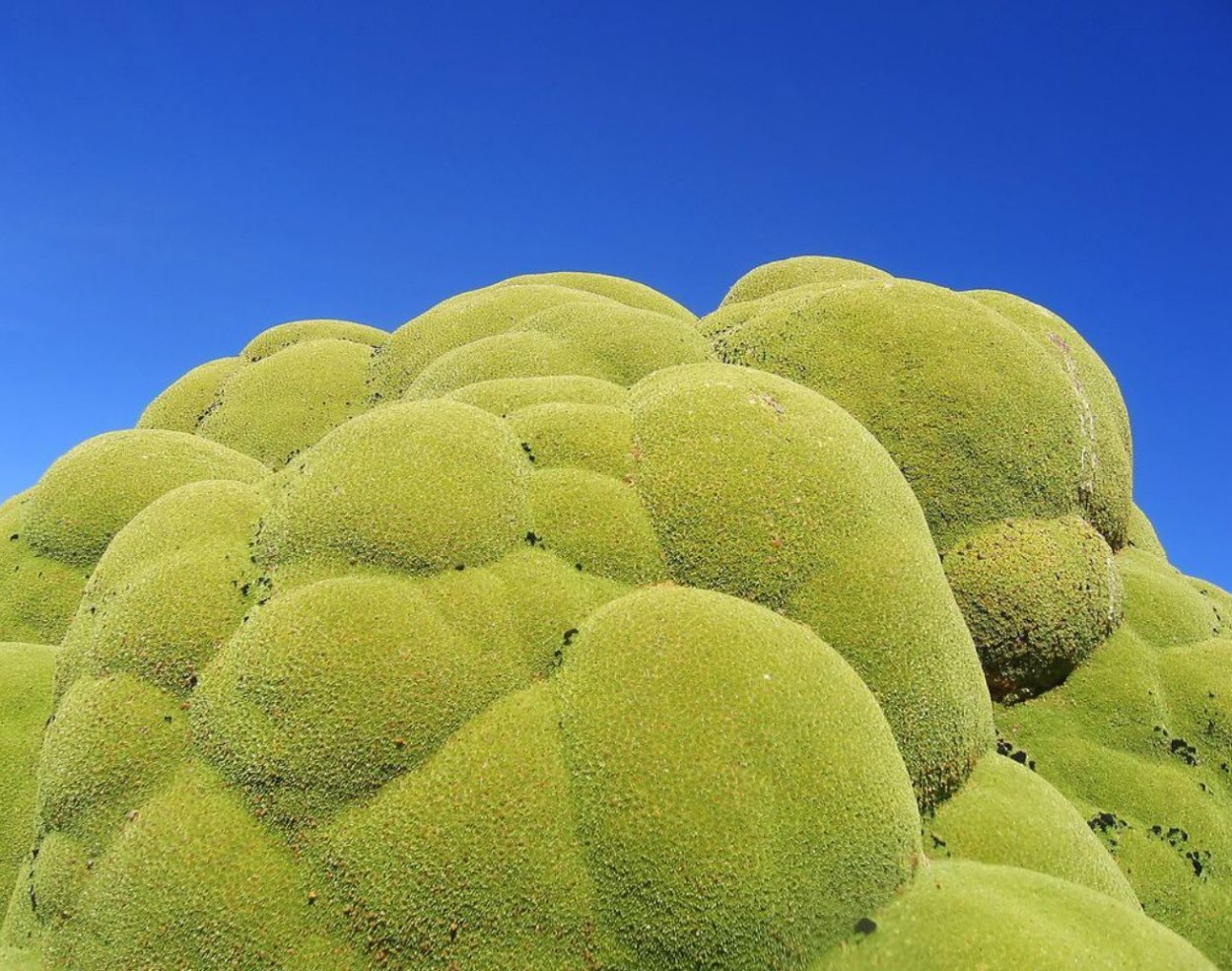 Ярета растение Южной Америки