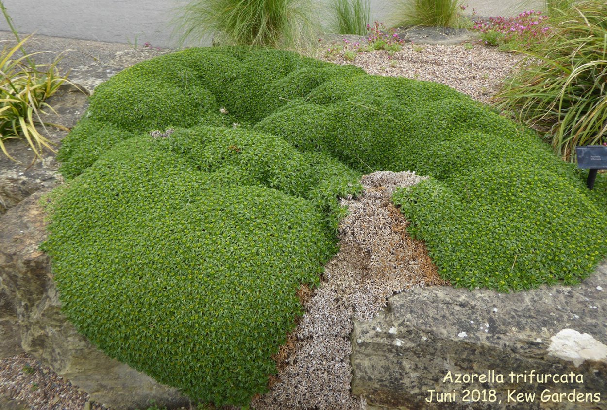 Азорелла трёхвильчатая (Azorella trifurcata)