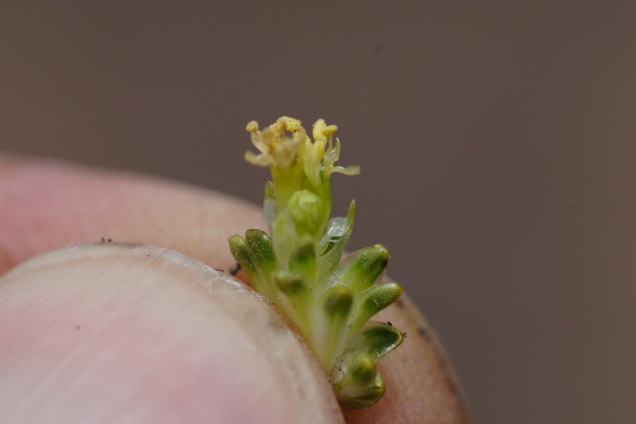 Пушица Шейхцера корневая система