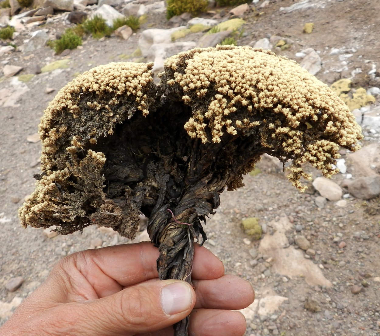 Экологические группы растений по отношению