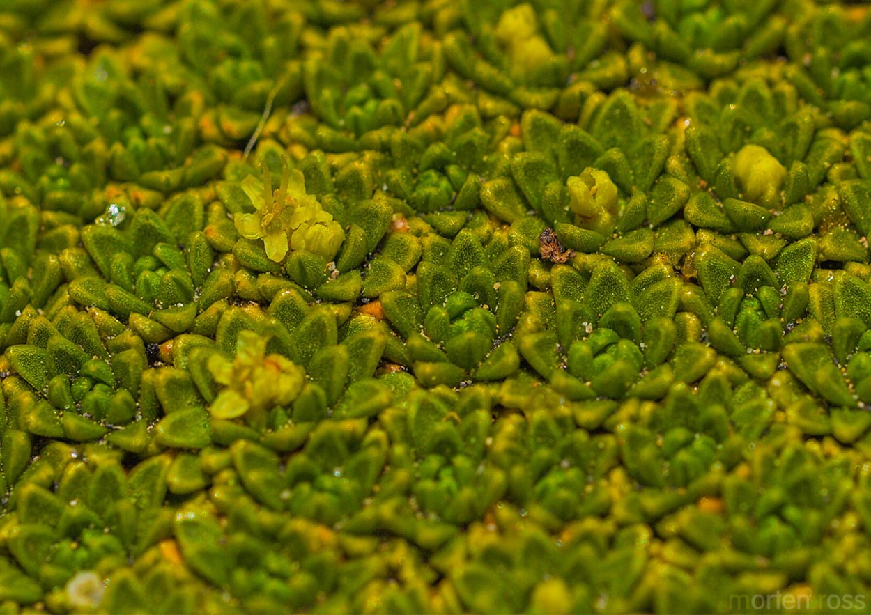 Ярета растение