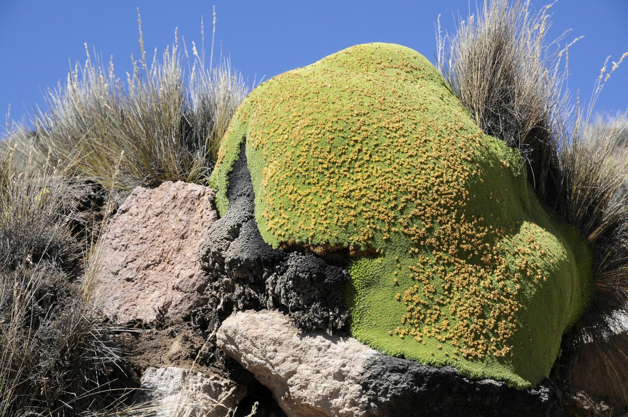 Ярета растение