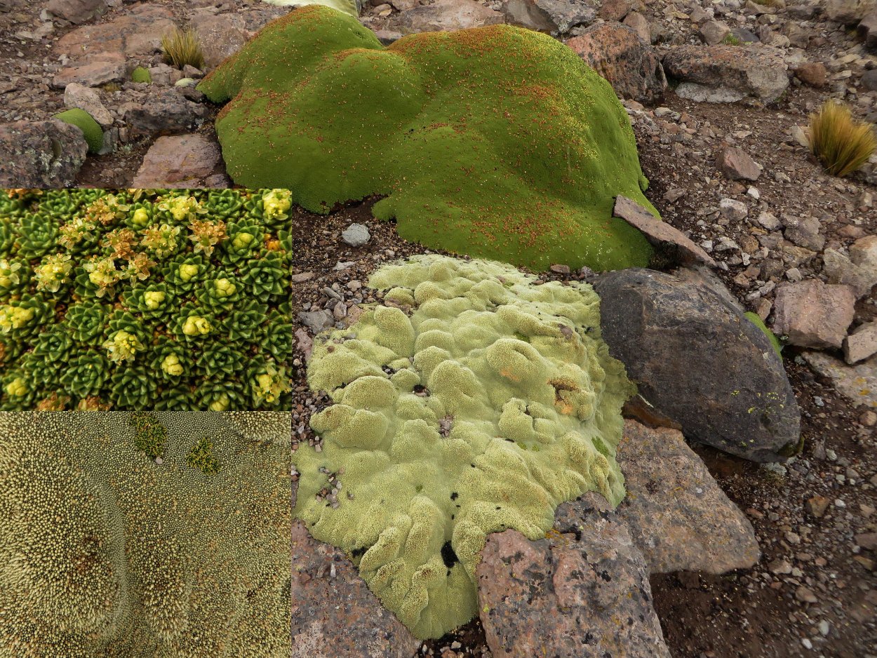 Азорелла селаго