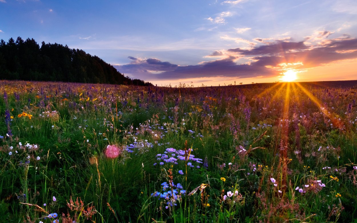 Луг с цветами