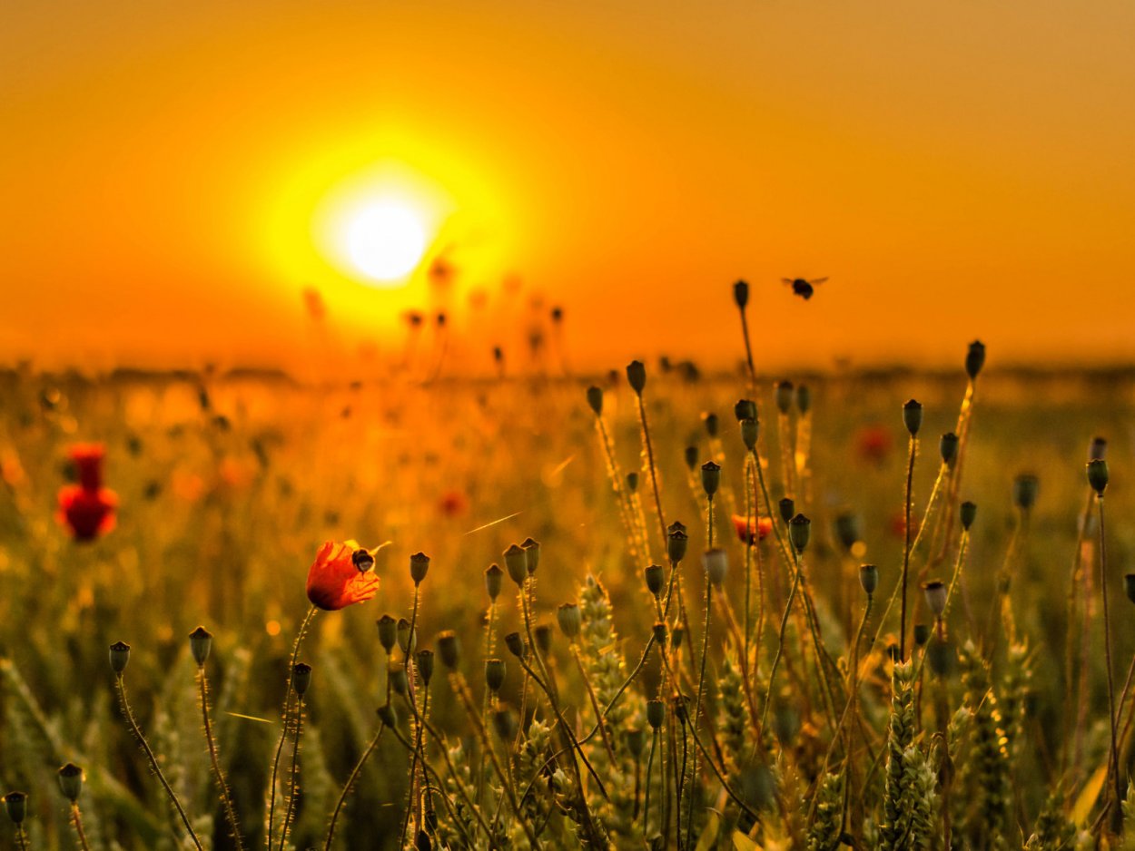 Рассвет трава солнце
