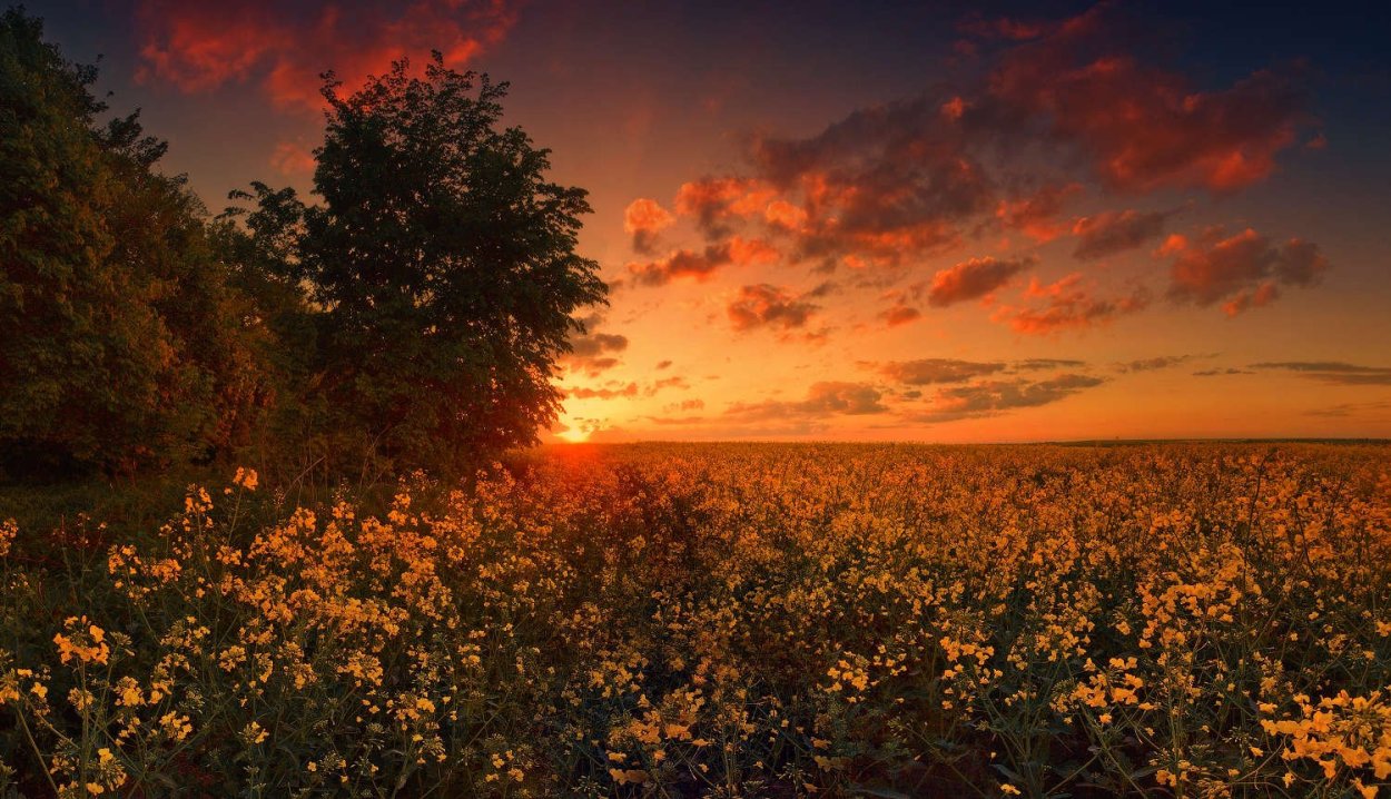 Майский закат в поле
