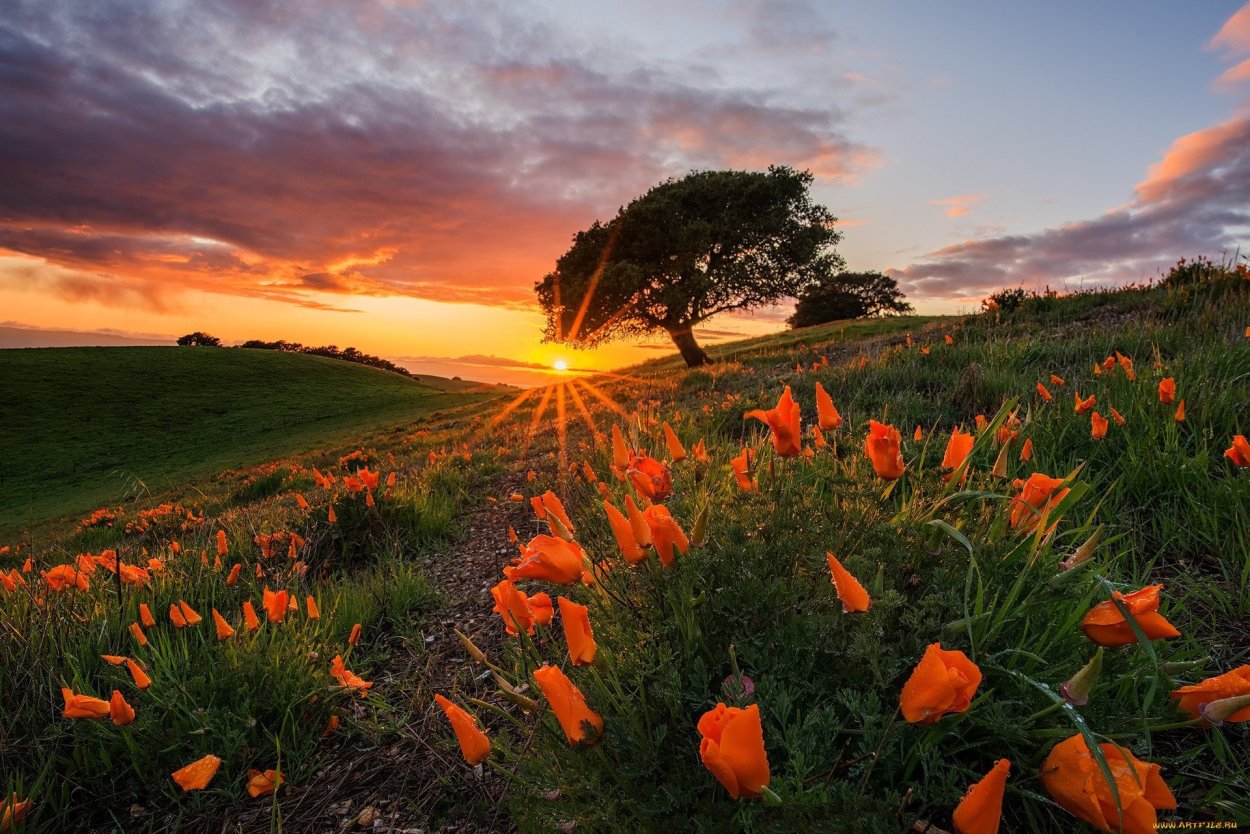 Природа закат цветы