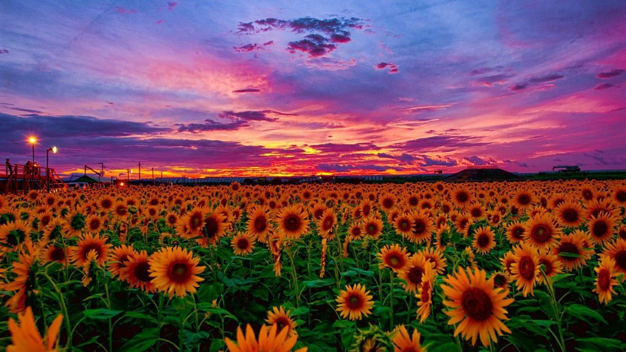 Подсолнухи на закате