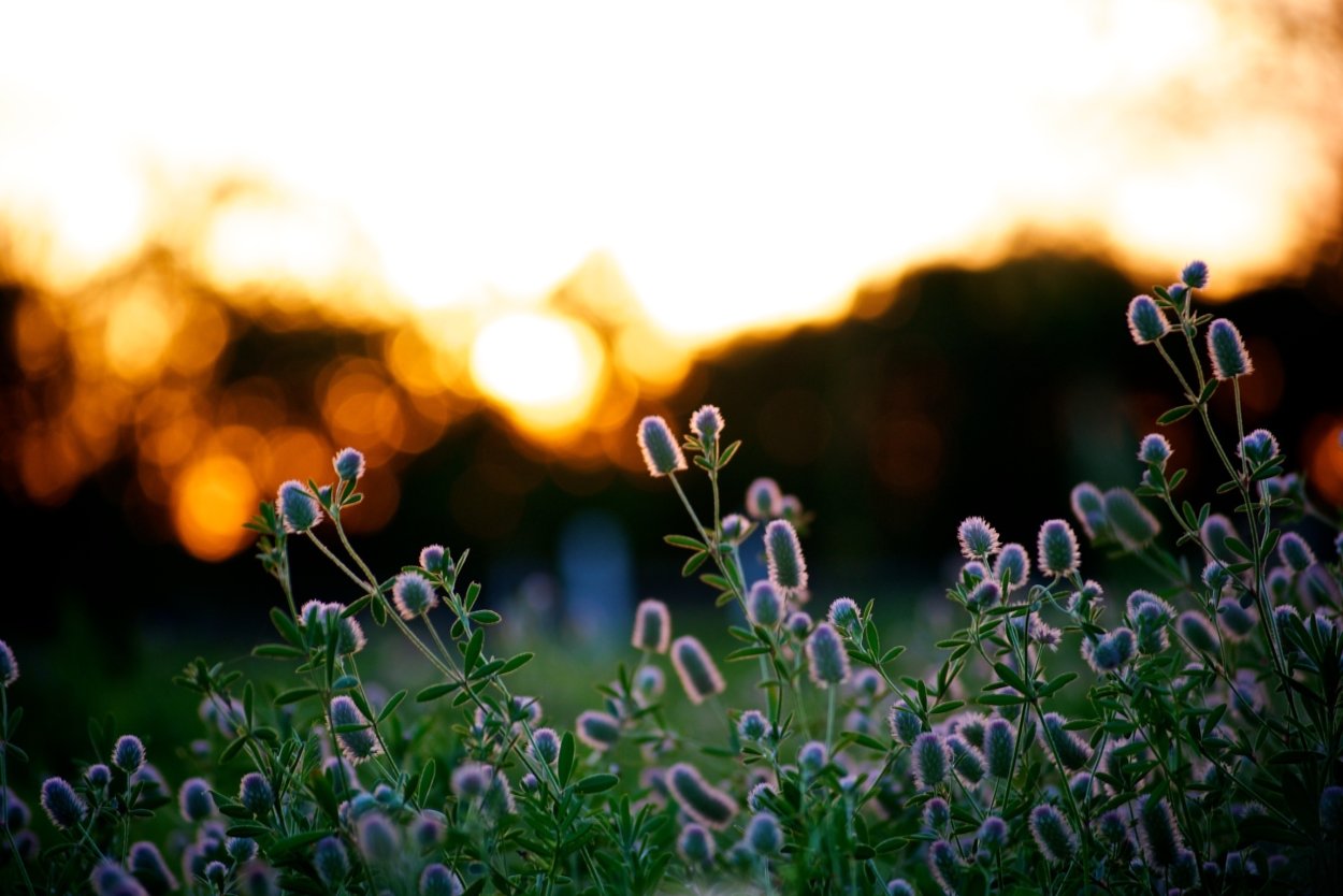 Трава вечер Макросъемка