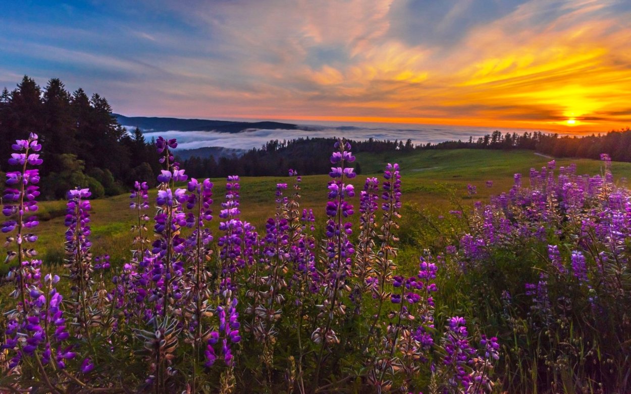 Цветущие Луга летние пейзажи