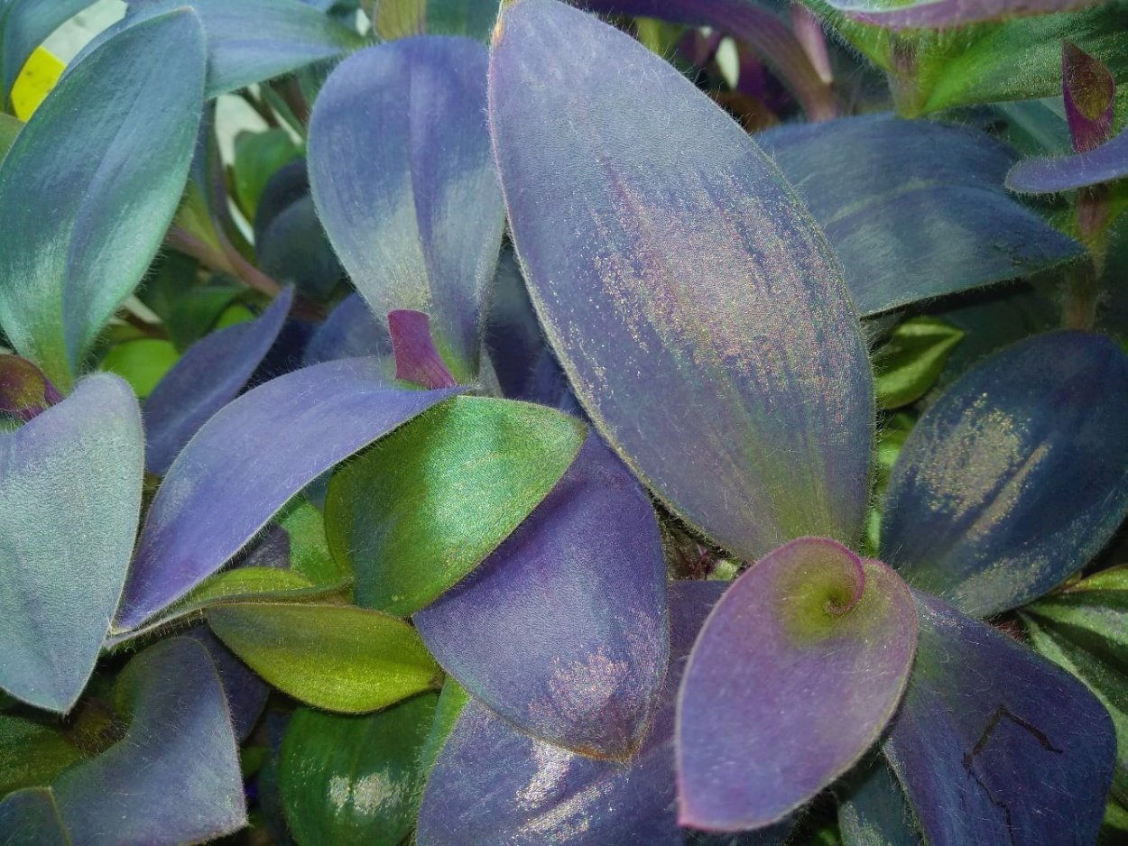 Традесканция Парпл Харт