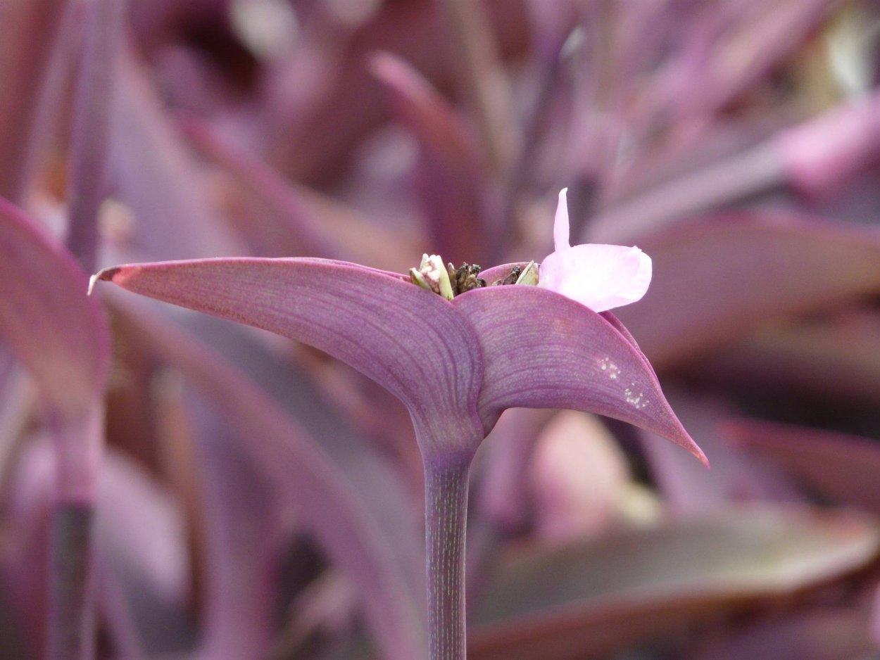 Традесканция Мексиканская