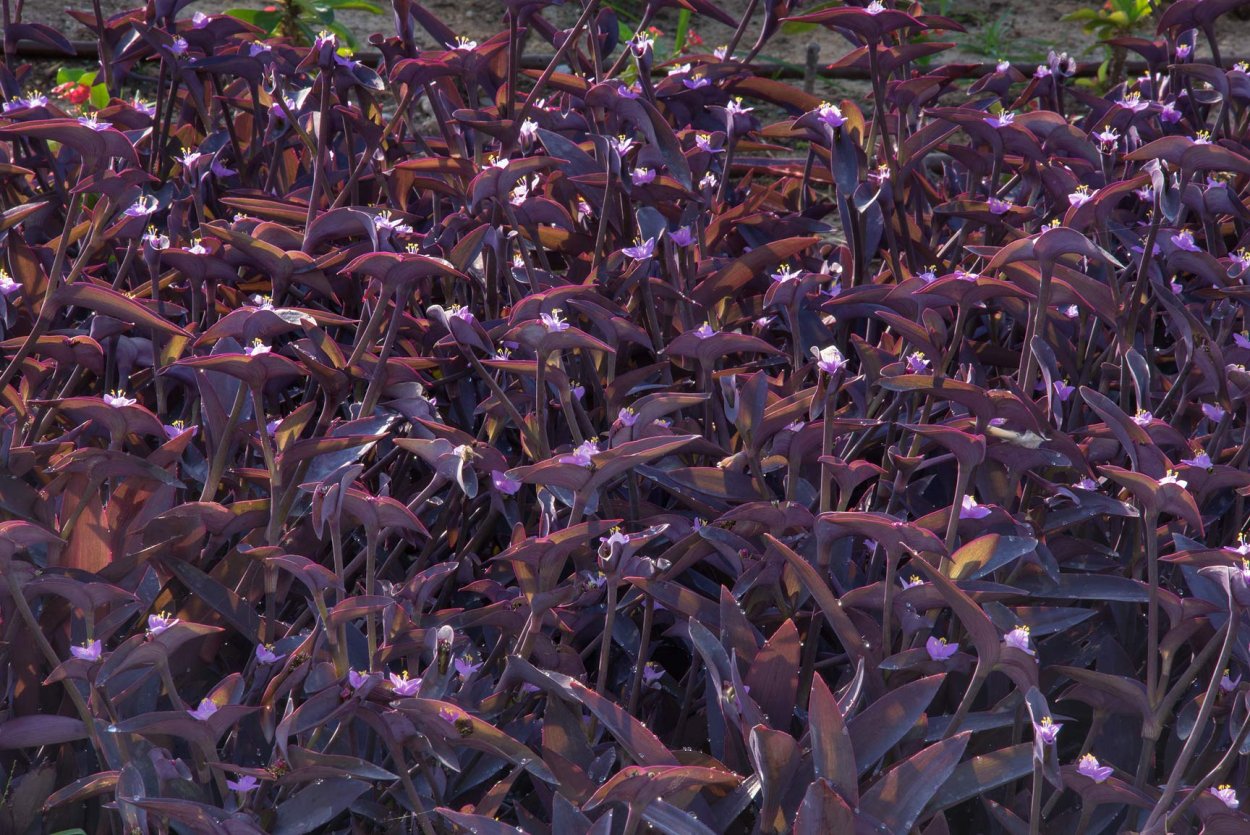 Традесканция pallida purpurea