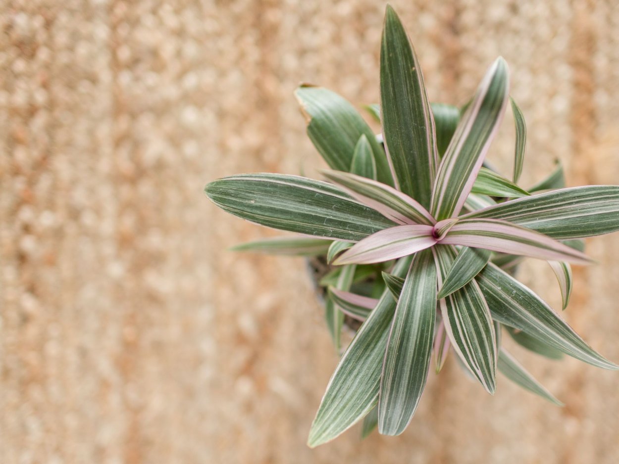 Пальма зебрина