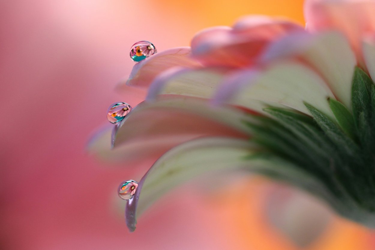 Макро цветы капли