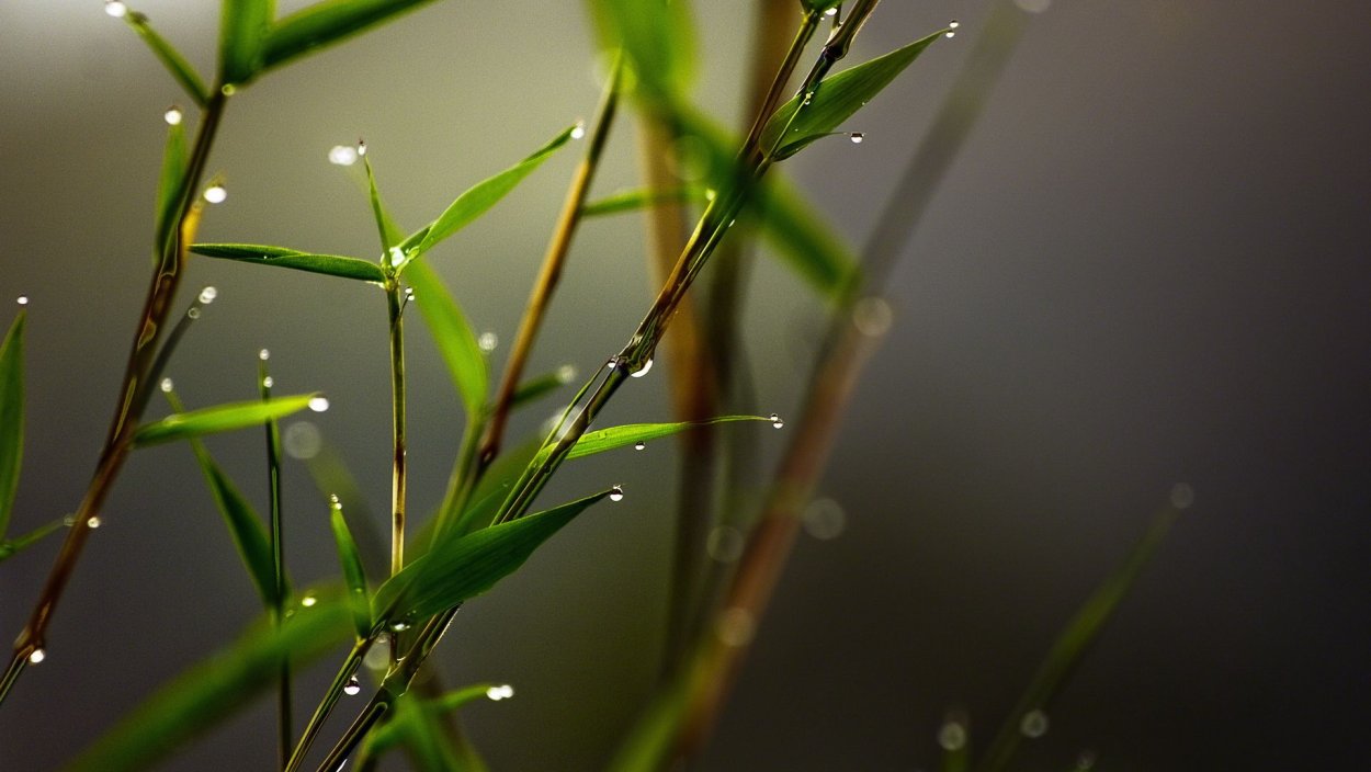 Природа макро